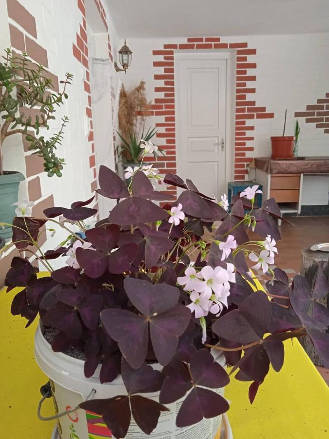 Guest House Meri Poppins Dedoplis Tskaro Luaran gambar